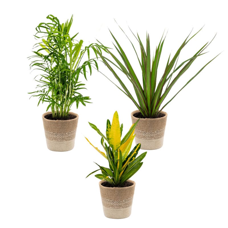 3x Tropical palm set incl. Basket Crem P12 H40