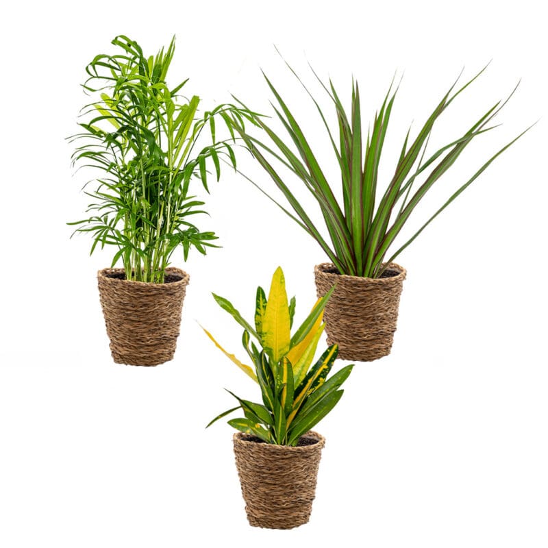 3x set de palmiers tropicaux incl. panier naturel P12 H45