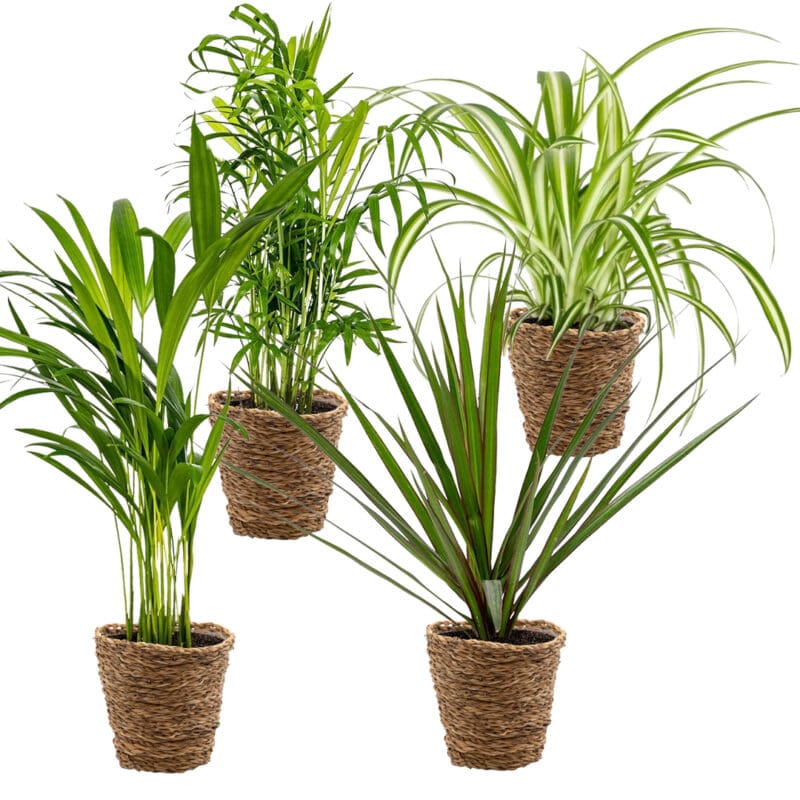 4x Mélange purificateur d'air avec panier Naturel P12 H45