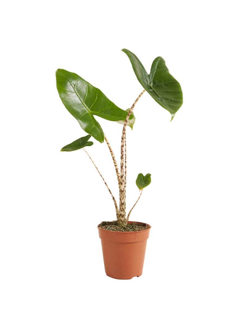 Alocasia Zebrina P14 H40