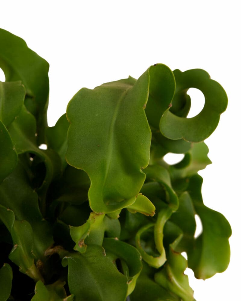Epiphyllum Guatemalense P14 H30 – Image 2